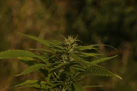 il fiore della cannabis indica