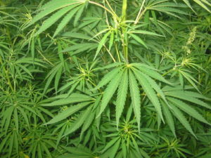 piante di cannabis sativa