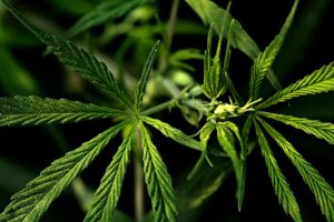 fiore di cannabis in fase iniziale