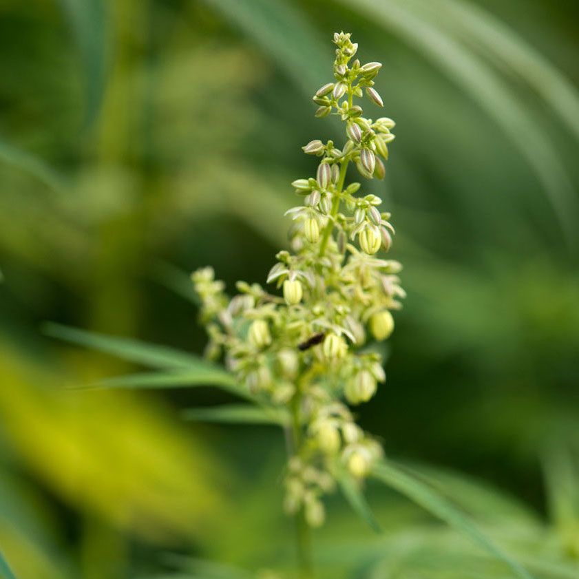 fiori di Kompolti