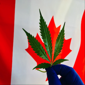bandiera canada con foglia di canapa