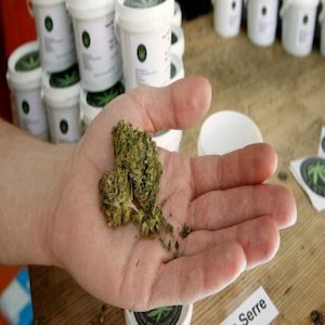 cannabis light in mano