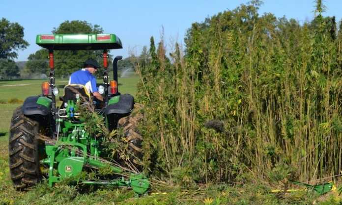 agricoltore impegnato nella coltivazione di canapa