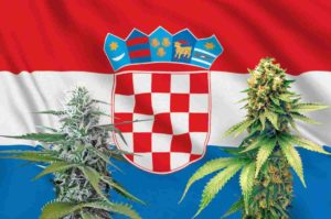 croazia e canapa